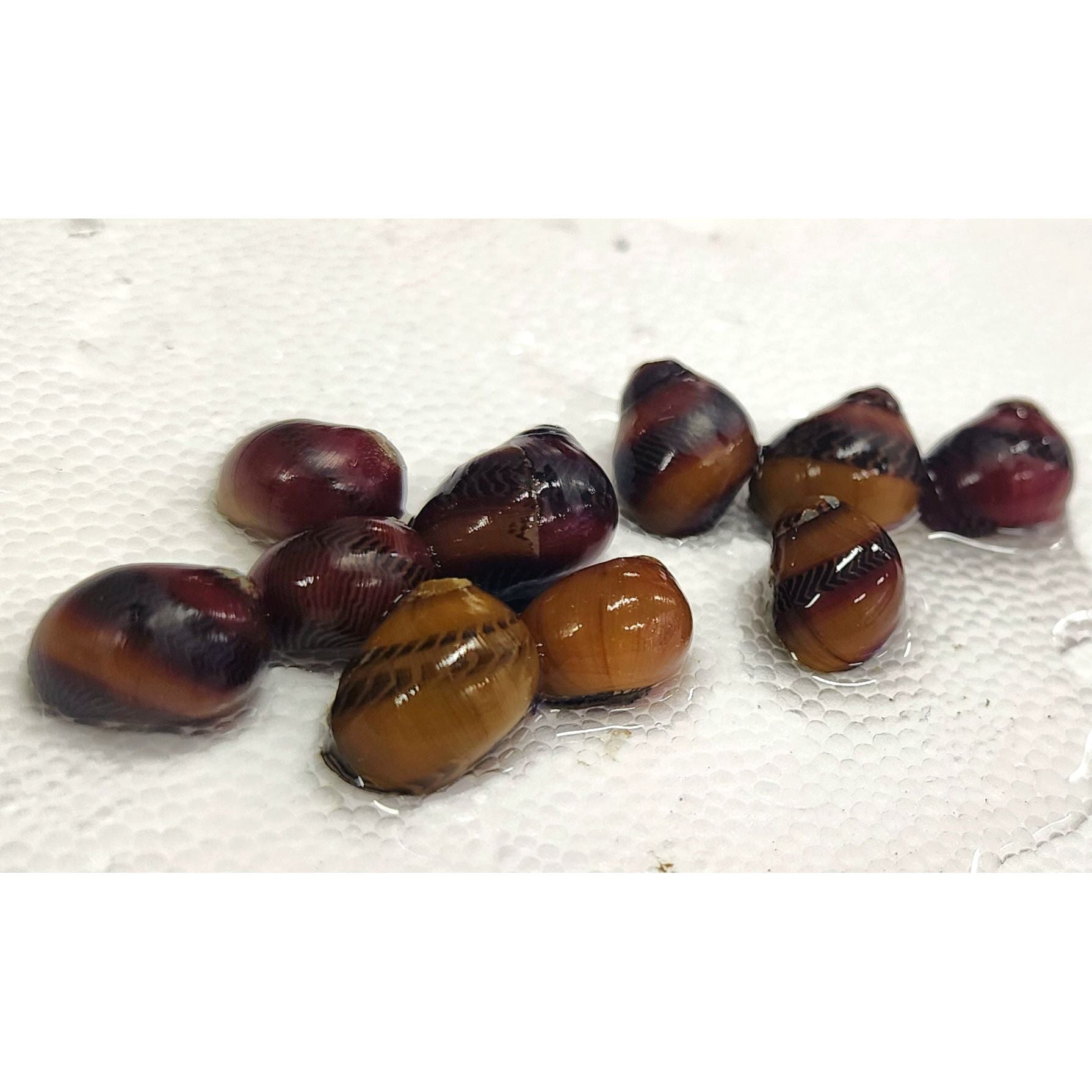 OTHER FRESHWATER SNAILS – KGTropicals