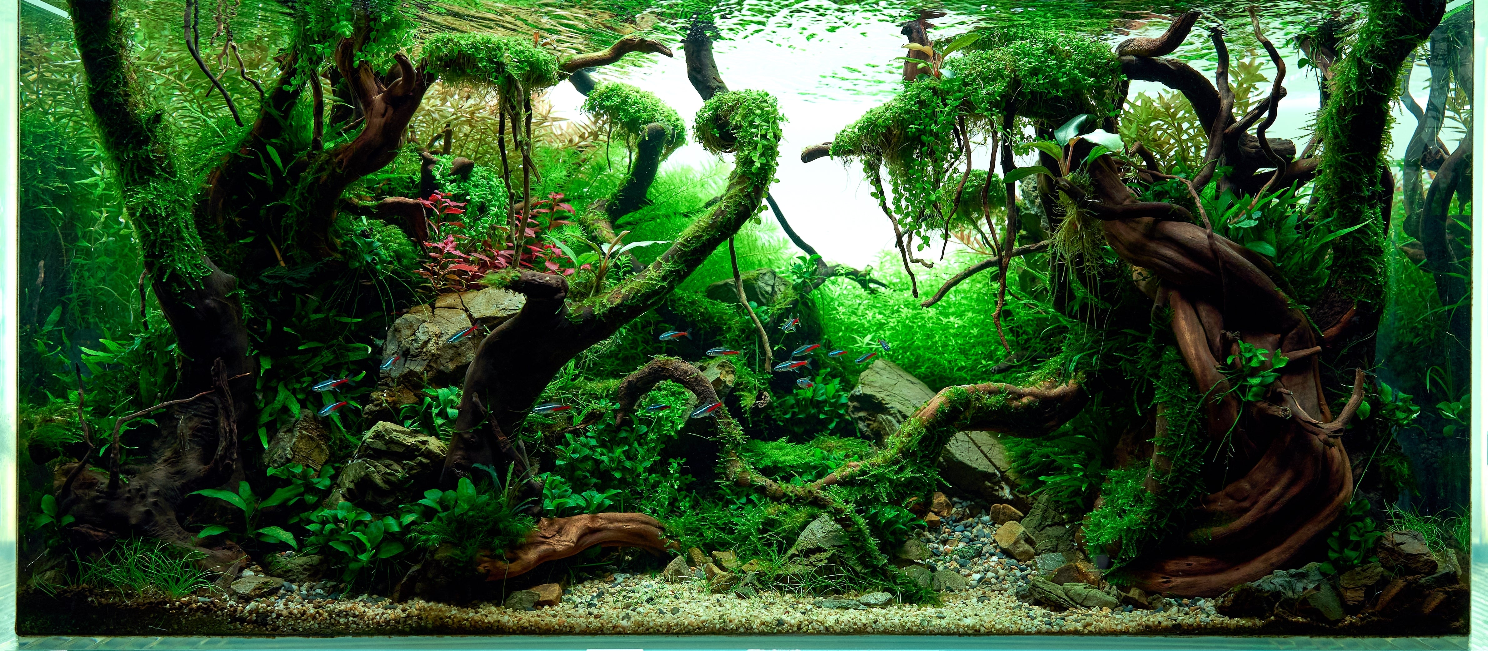 fish tank plants and accessories Garneck Aquarium Artificial Pink Cherry Blossom Tree Grass Set Decorations for Home Office Fish Tank Aquarium Decorations : Pet Supplies These are aquarium safe Growing Aquarium Plants - How