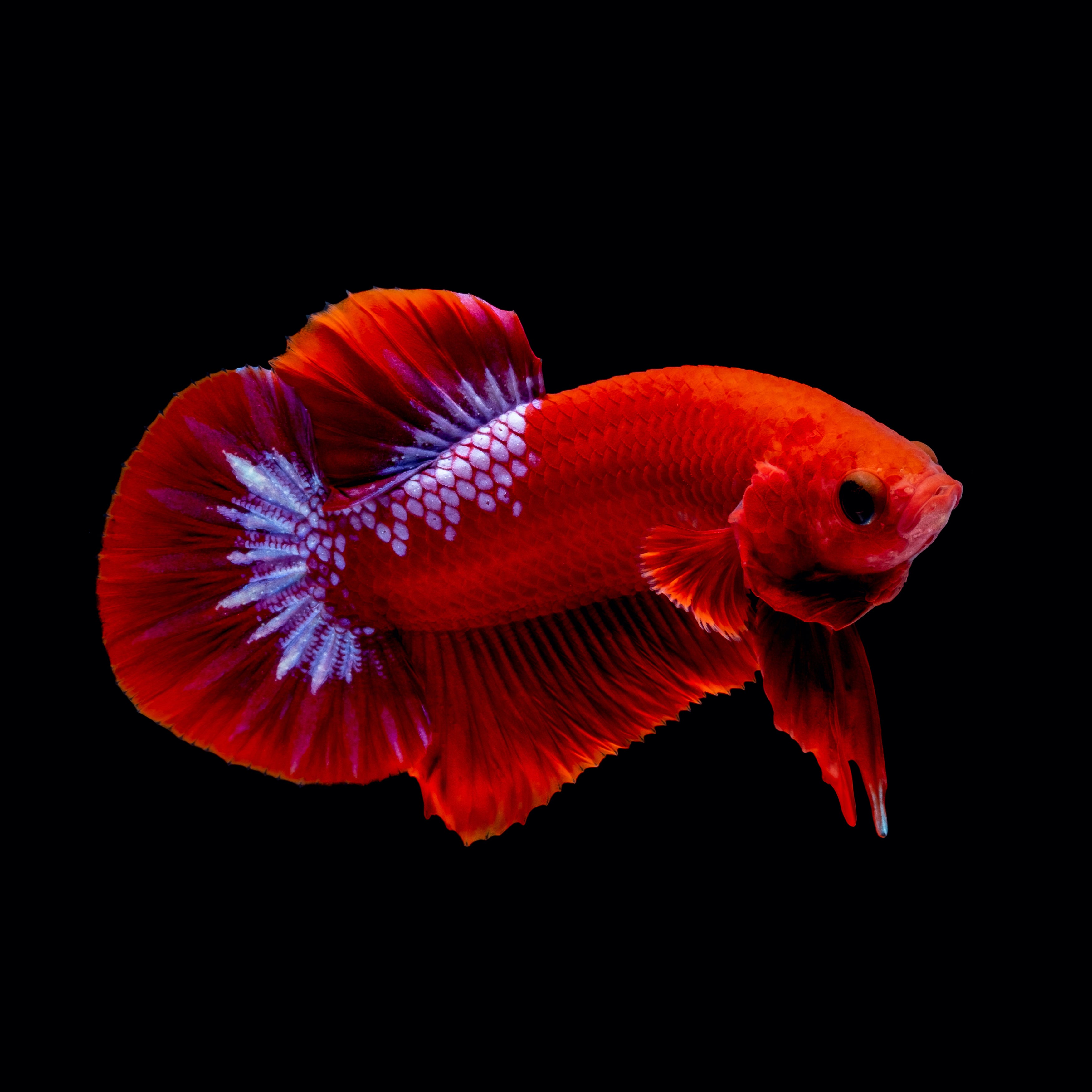 LIVE Bettas For Sale – KGTropicals