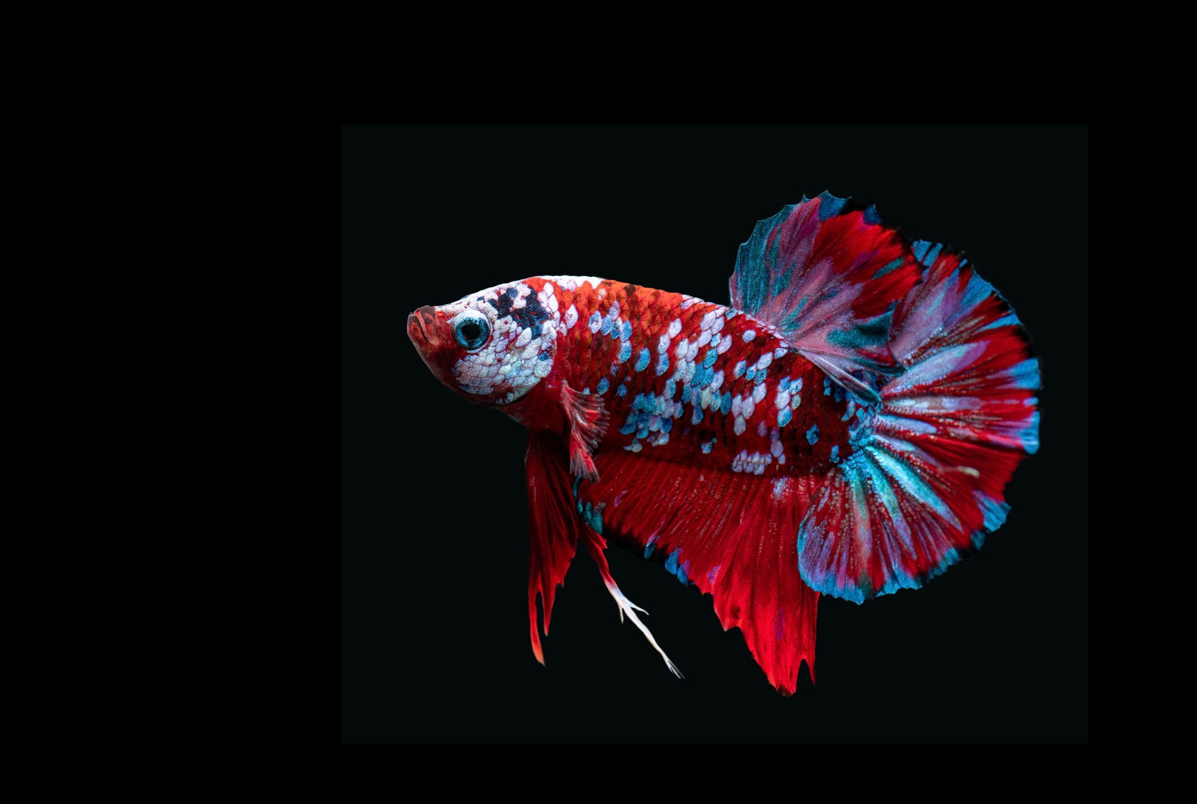 Galaxy koi betta hot sale price