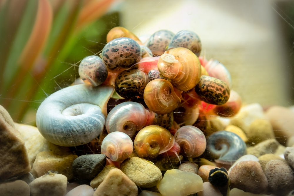 3 Red Ramshorn Snails