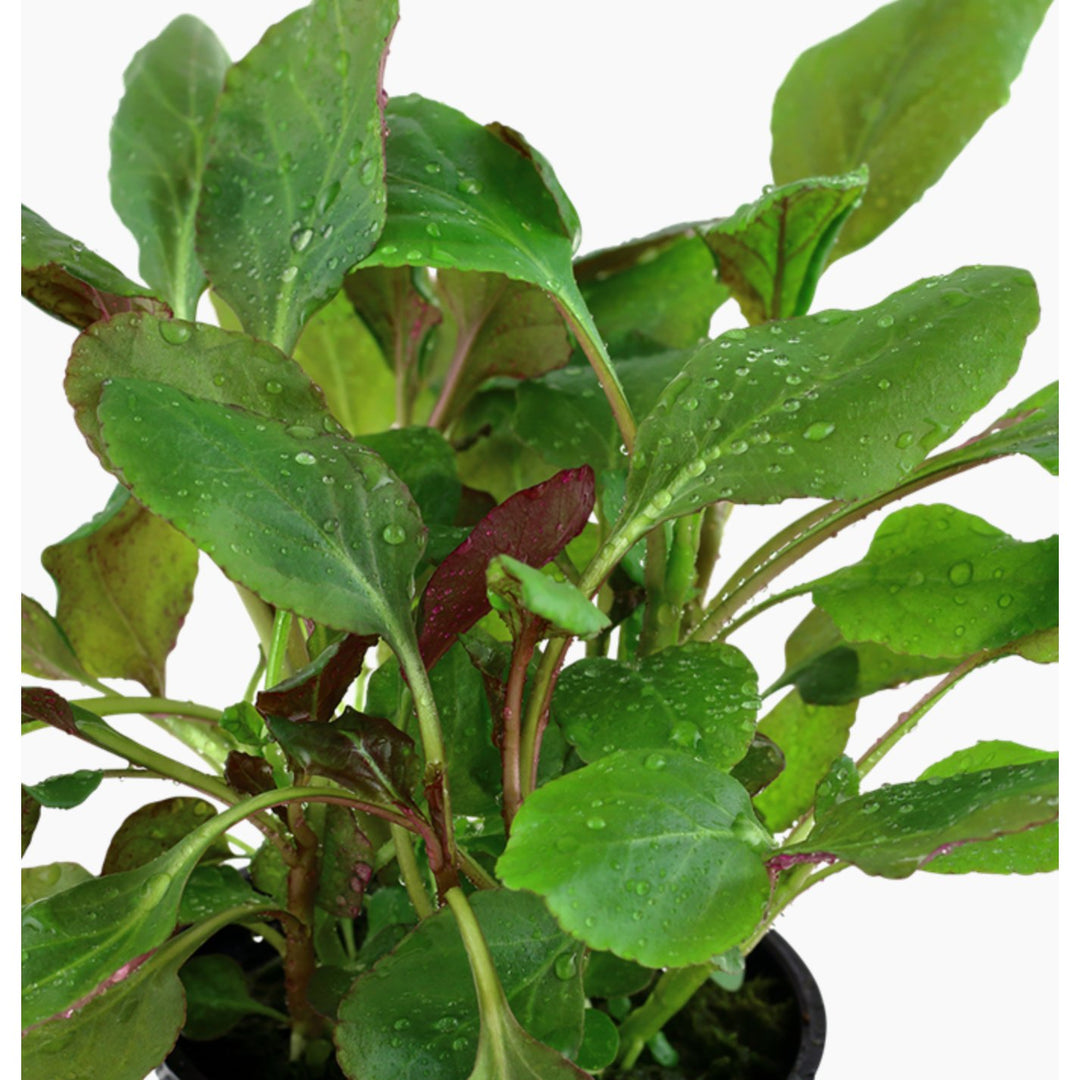 Beginner Plants