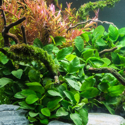 Anubias Barteri Var. Nana