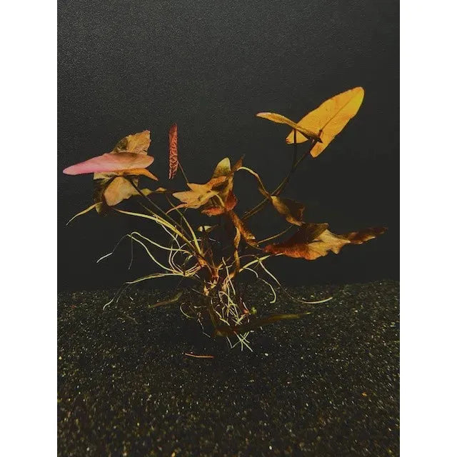Dwarf Aquarium Lily (Nymphaea stellata) – KGTropicals