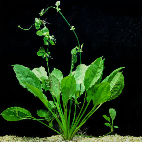 Amazon Sword – KGTropicals