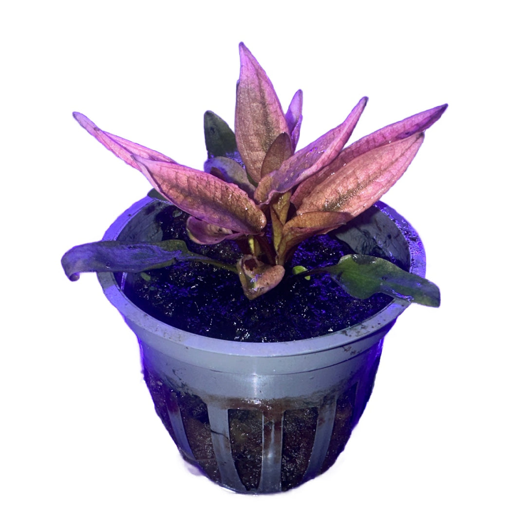Cryptocoryne wendtii 'Flamingo'