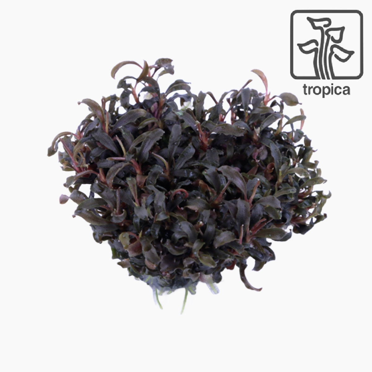 Bucephalandra 'Kedagang' (Tissue Culture) – KGTropicals