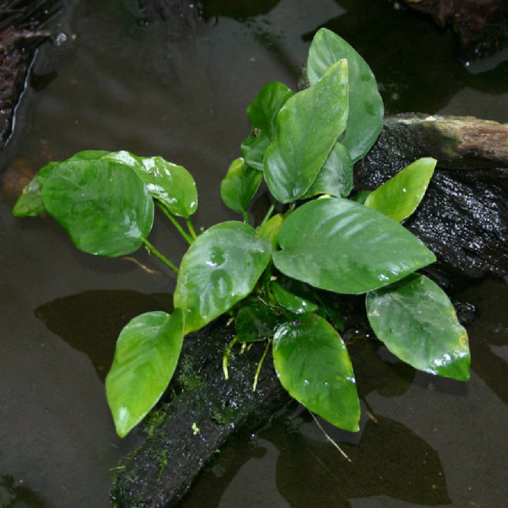 Anubias Barteri Var. Nana