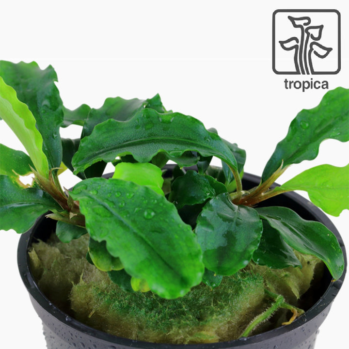 Bucephalandra Pygmaea 'Wavy Green'