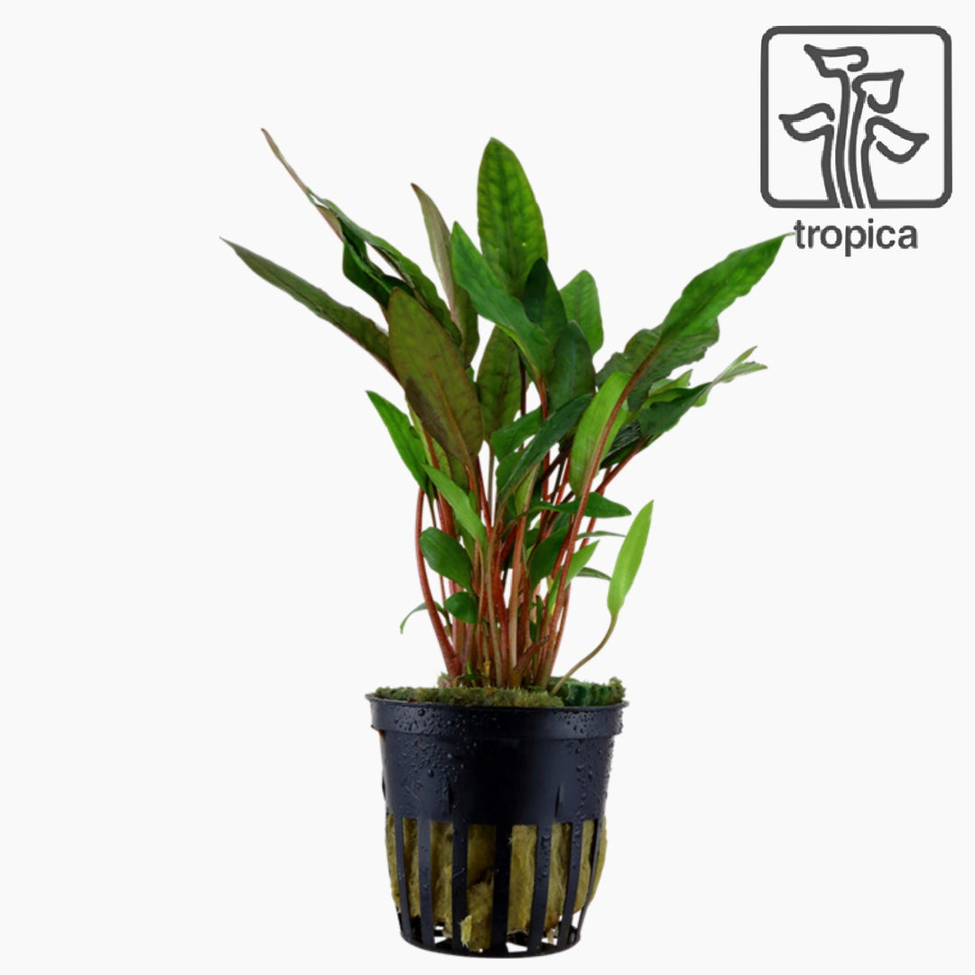 Cryptocoryne Beckettii 'Petchii' (Tropica)