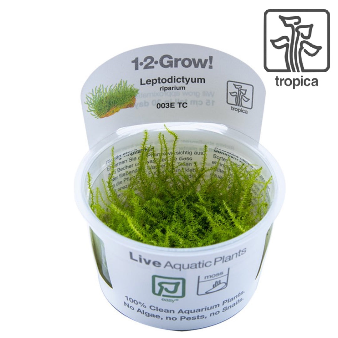 Leptodictyum Riparium (Tissue Culture)