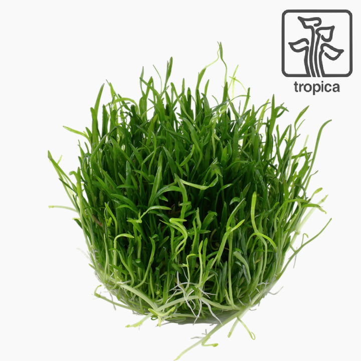 Lilaeopsis Brasiliensis (Tissue Culture)