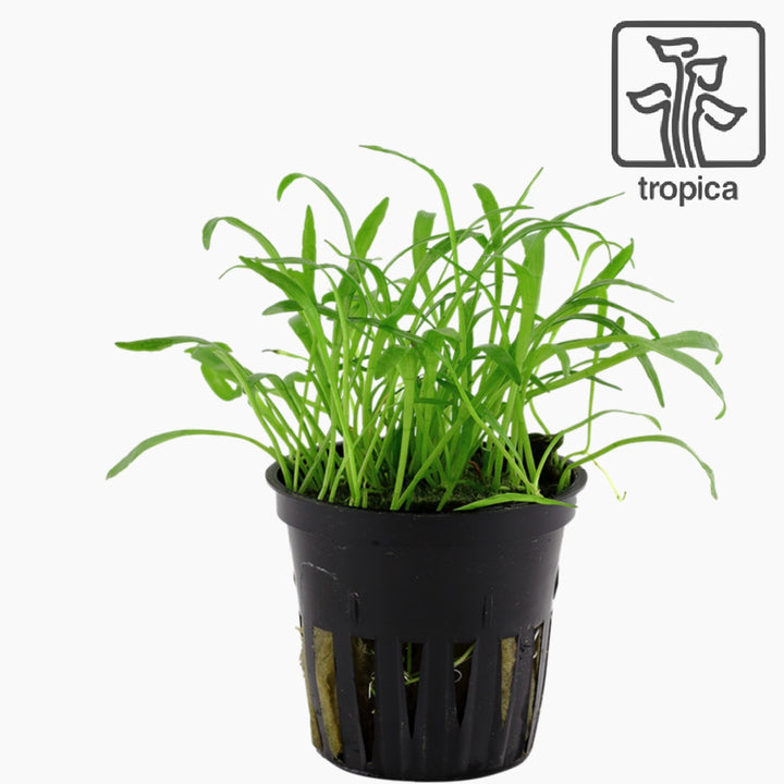 Micro Sword (TROPICA) (Lilaeopsis Brasiliensis)