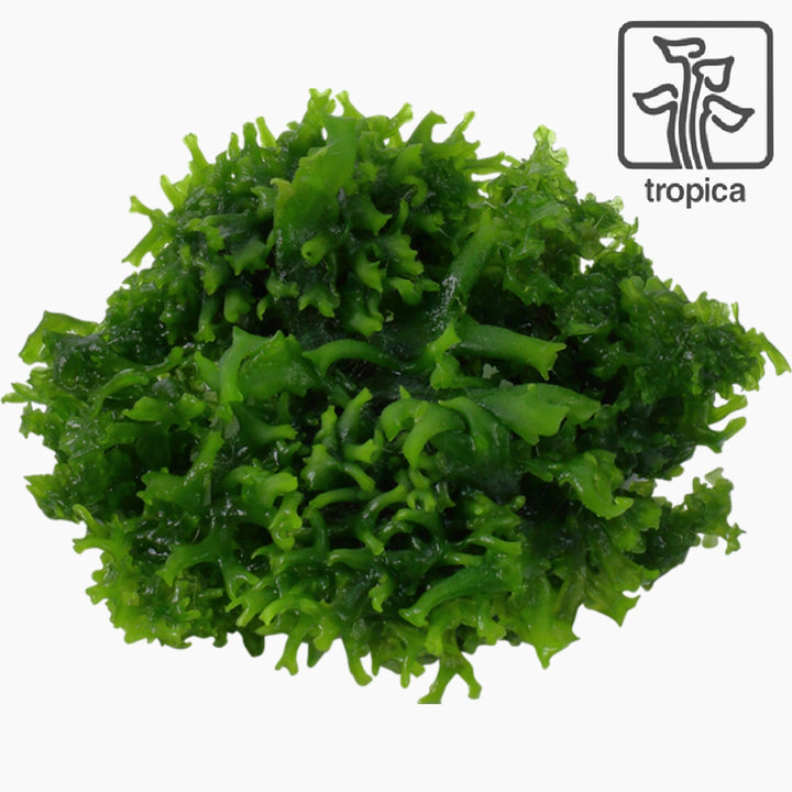 Monosolenium tenerum (Tissue Culture)