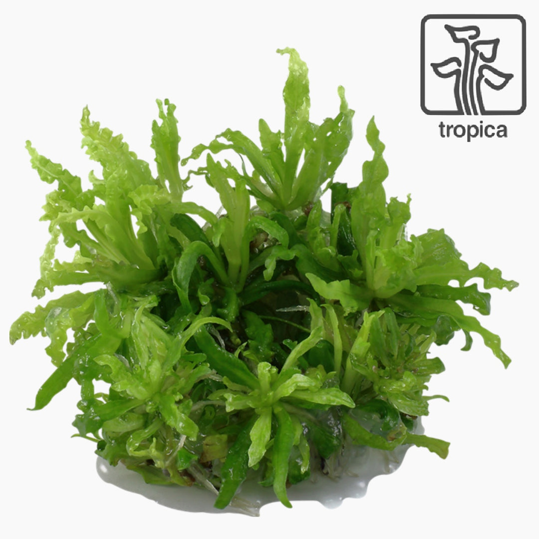 Pogostemon helferi (Tissue Culture)