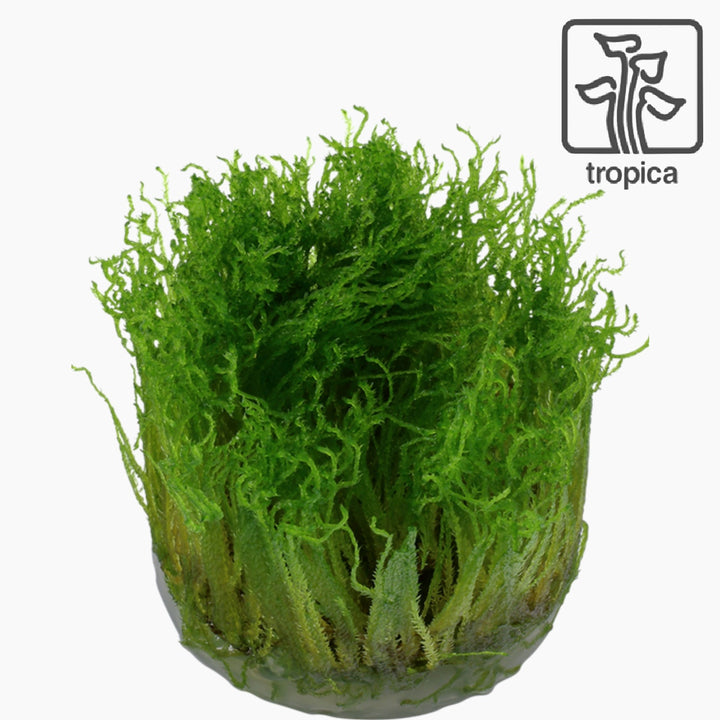 Taxiphyllum 'Spiky' (Tissue Culture)