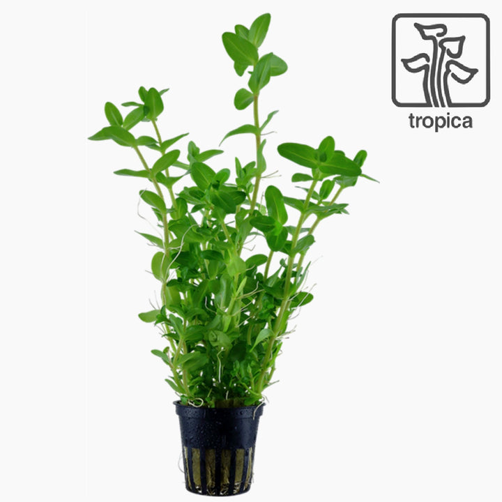 Bacopa Caroliniana (TROPICA)