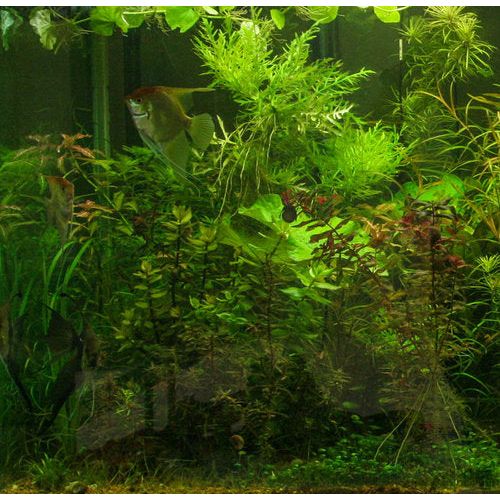 Water Wisteria (Hygrophila difformis)