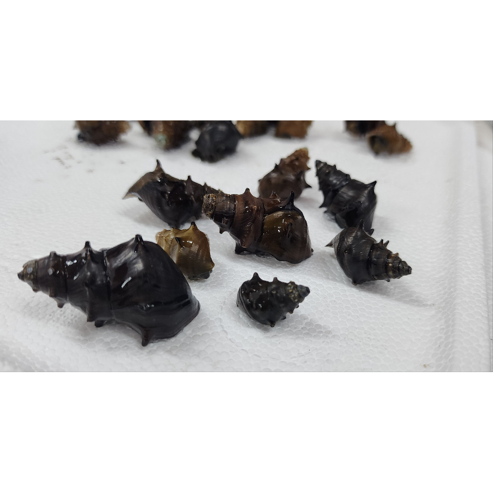 Medium/Large Pagoda Snail