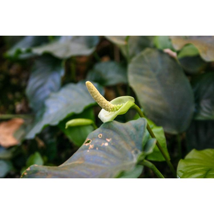 Anubias Barteri Var. Nana