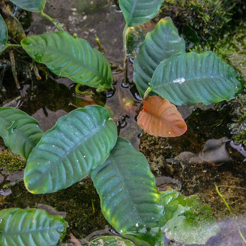 Anubias Barteri Coffeefolia