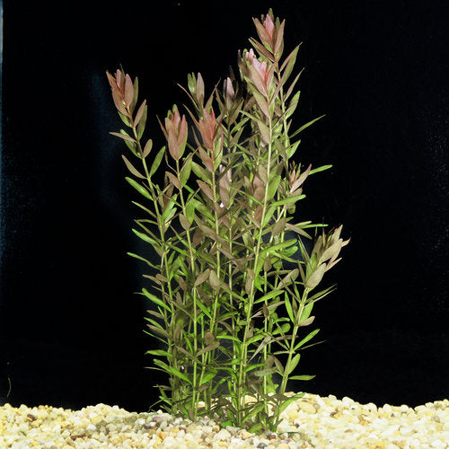 Rotala Rotundifolia