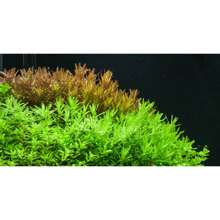 Rotala Rotundifolia