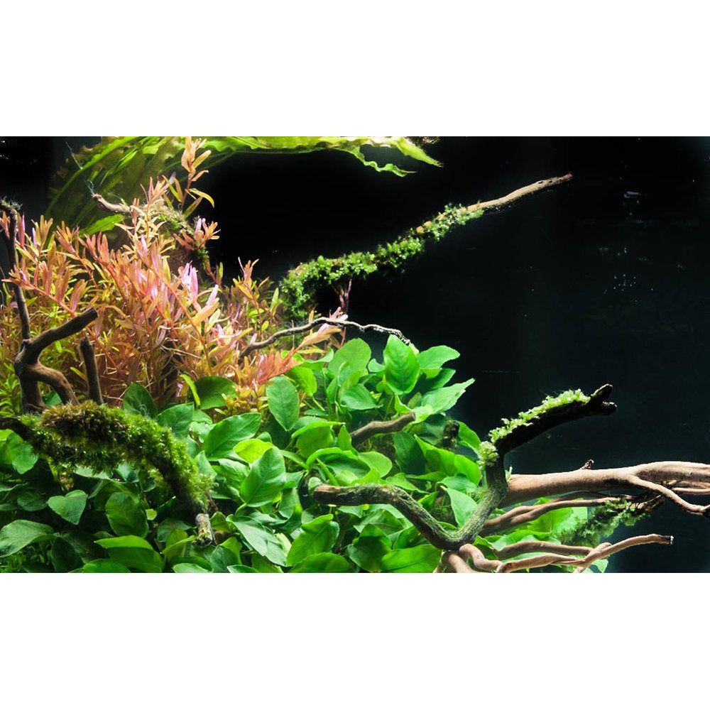 Rotala Rotundifolia