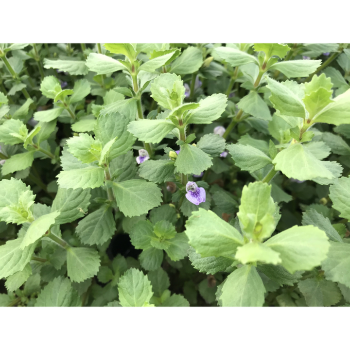 Water Wisteria (Hygrophila difformis)