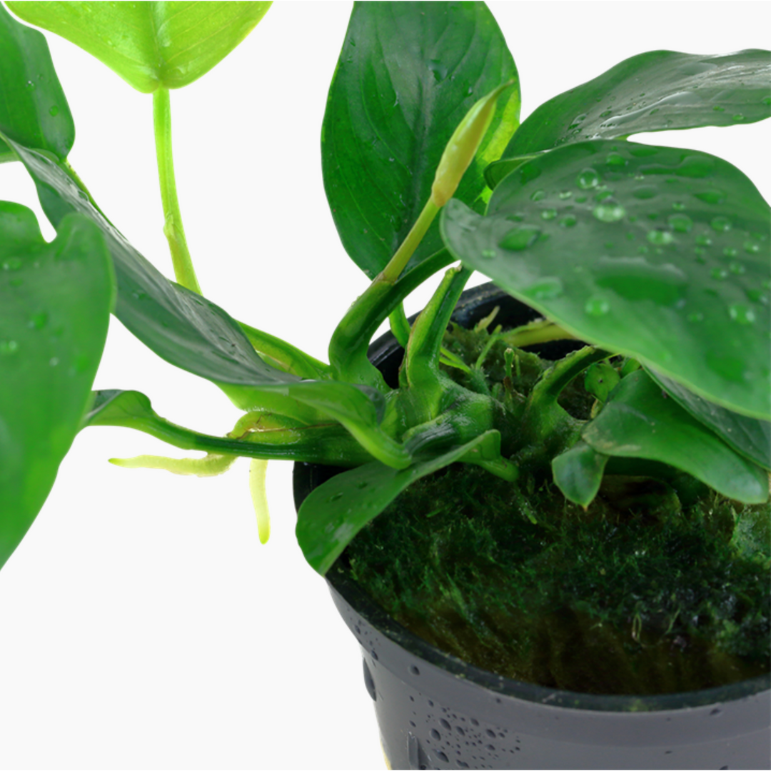 Anubias Barteri Var. Nana