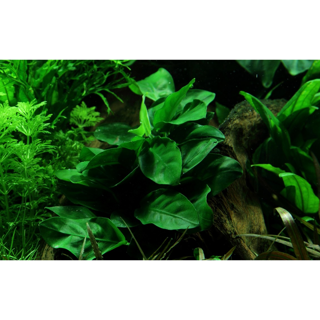 Anubias Barteri Var. Nana