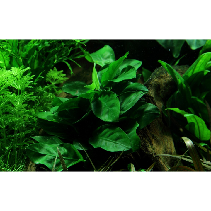 Anubias Barteri Var. Nana