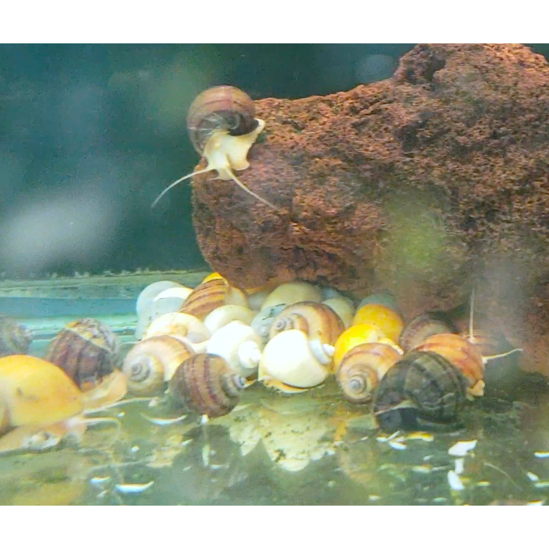 Mystery Snail Mix (3 pack)