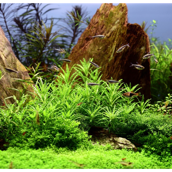 Pogostemon helferi (Tissue Culture)