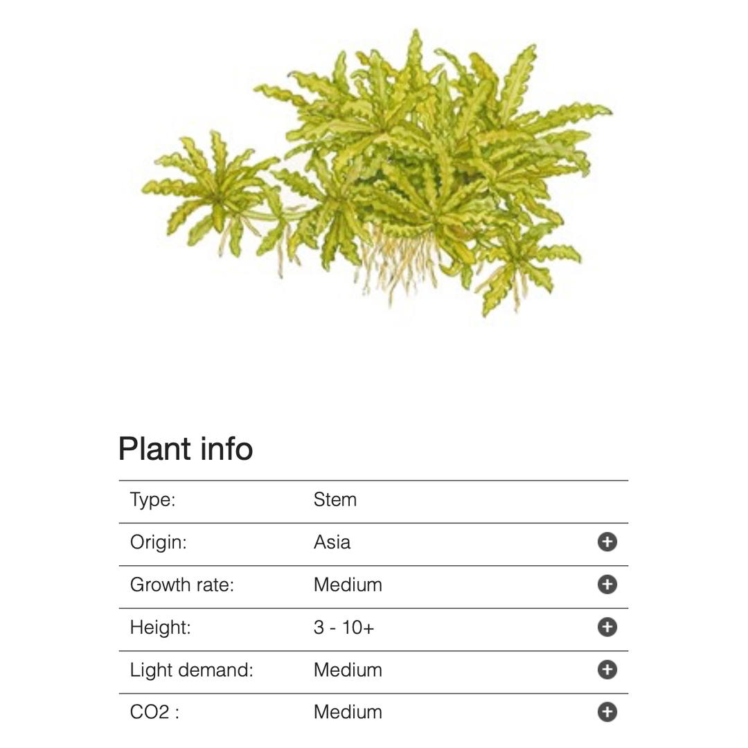 Pogostemon helferi (Tissue Culture)