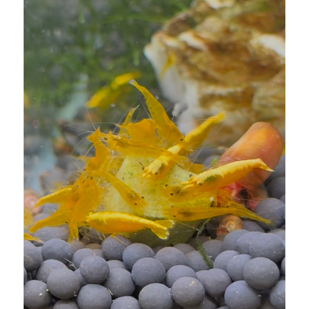 DIY Snello Powder - KATS AQUATICS