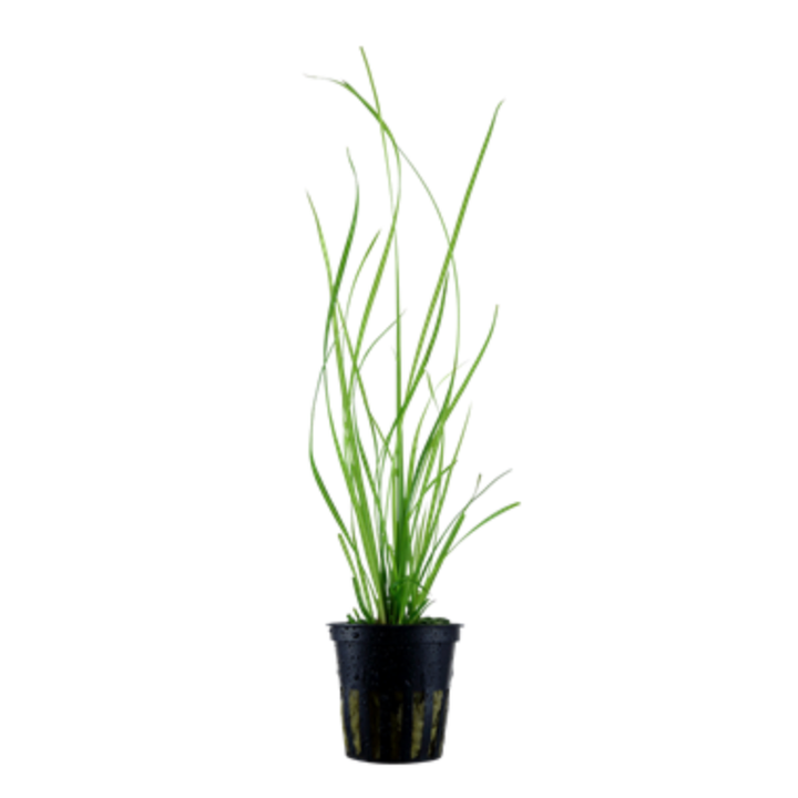 Cyperus Helferi (Tropica)