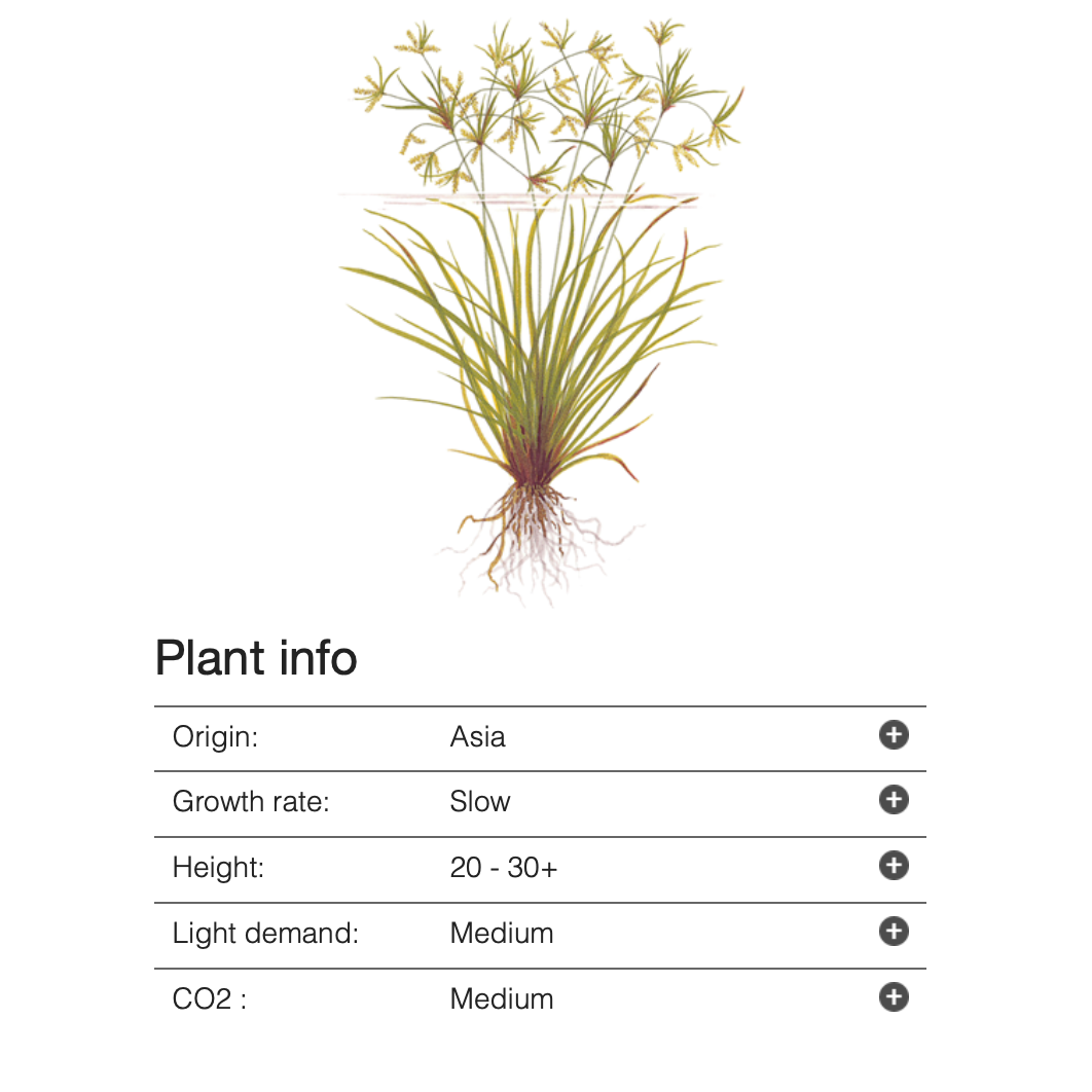 Cyperus Helferi (Tropica)