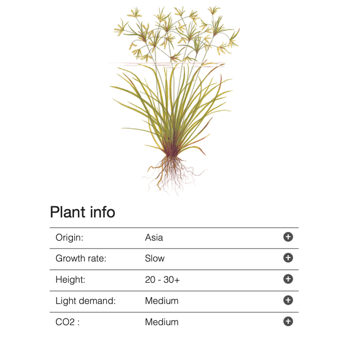 Cyperus Helferi (Tropica)