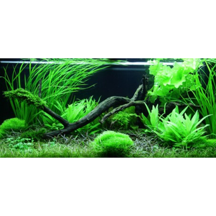 Cyperus Helferi (Tropica)