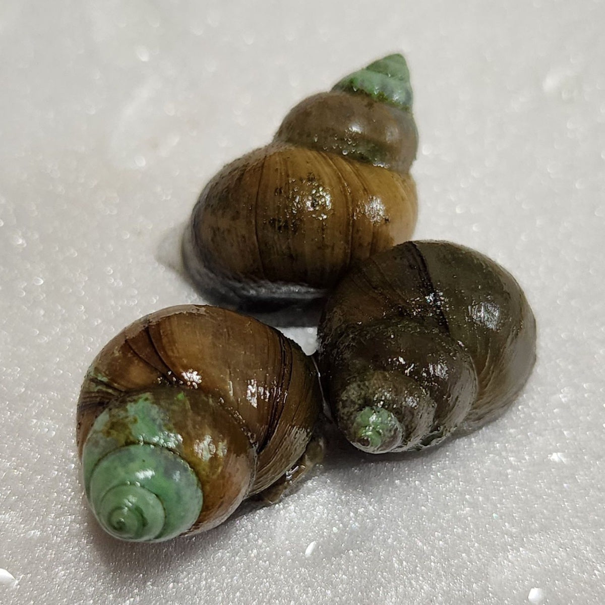 Trapdoor Snail – KGTropicals