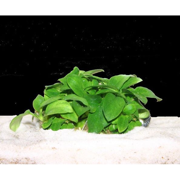 Anubias Nana 'Petite'  KGTropicals