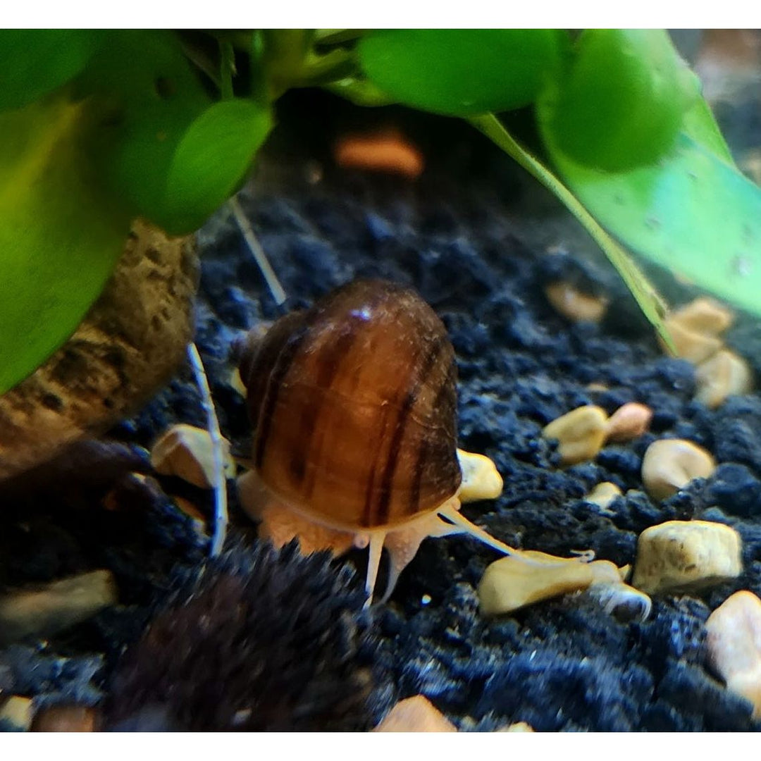 Albino Mystery Snail
