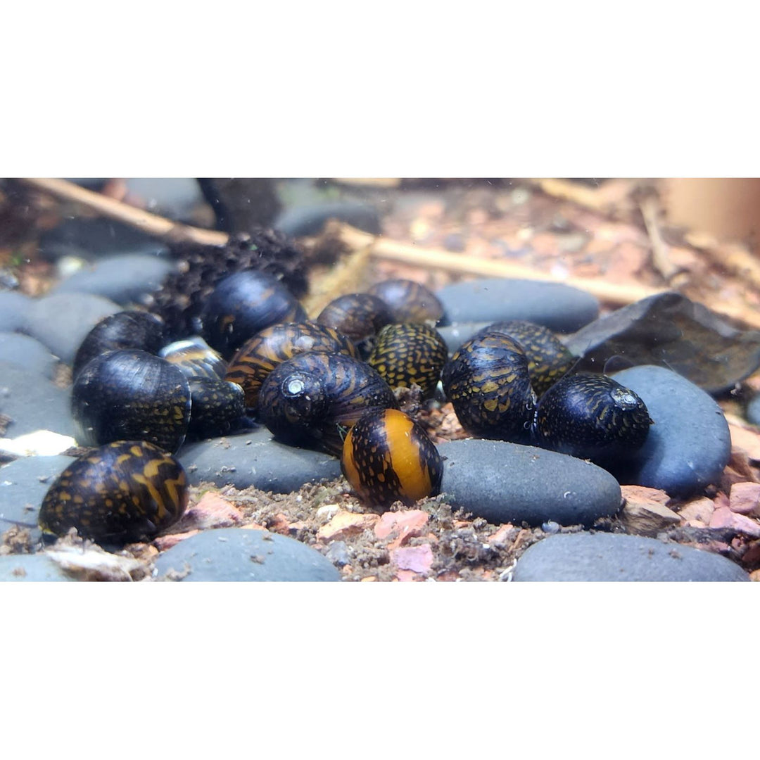 Nerite Batik Snail