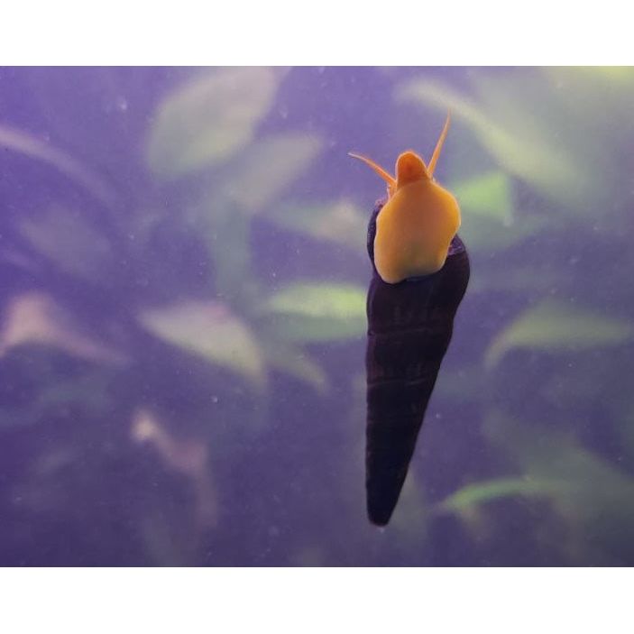 Poso Orange Rabbit Snail