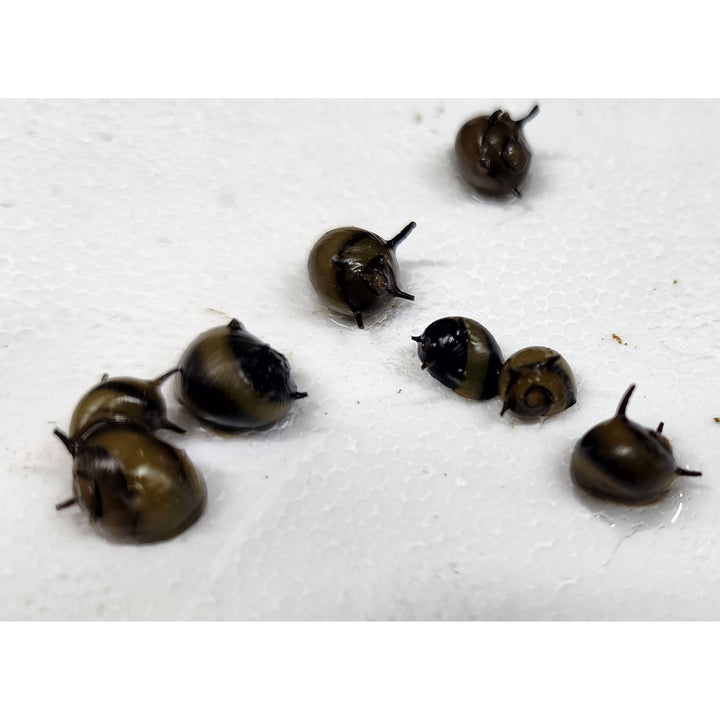 Tricolor Horned Nerite Snail
