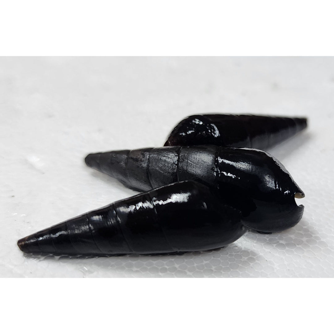 Volcano Rabbit Snail
