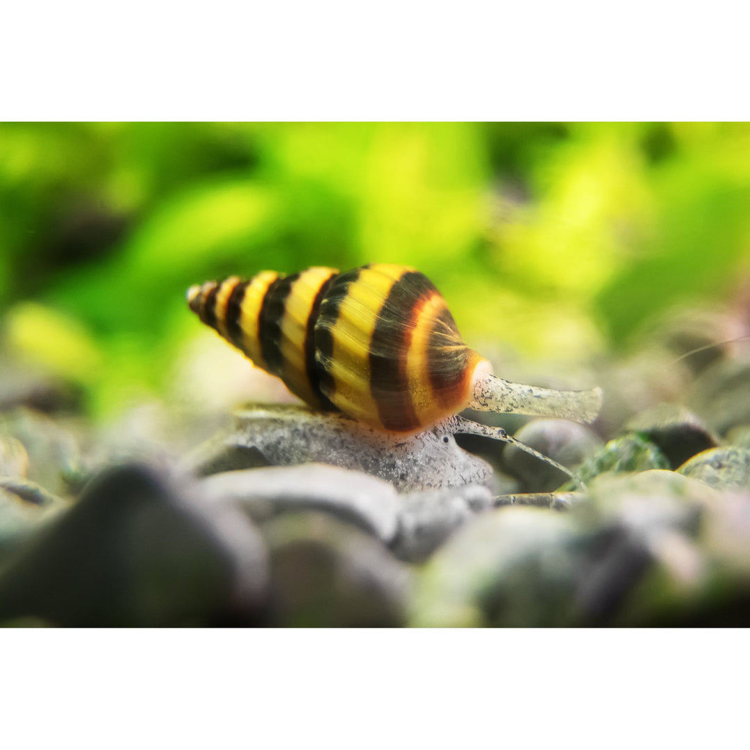 Assassin Snail