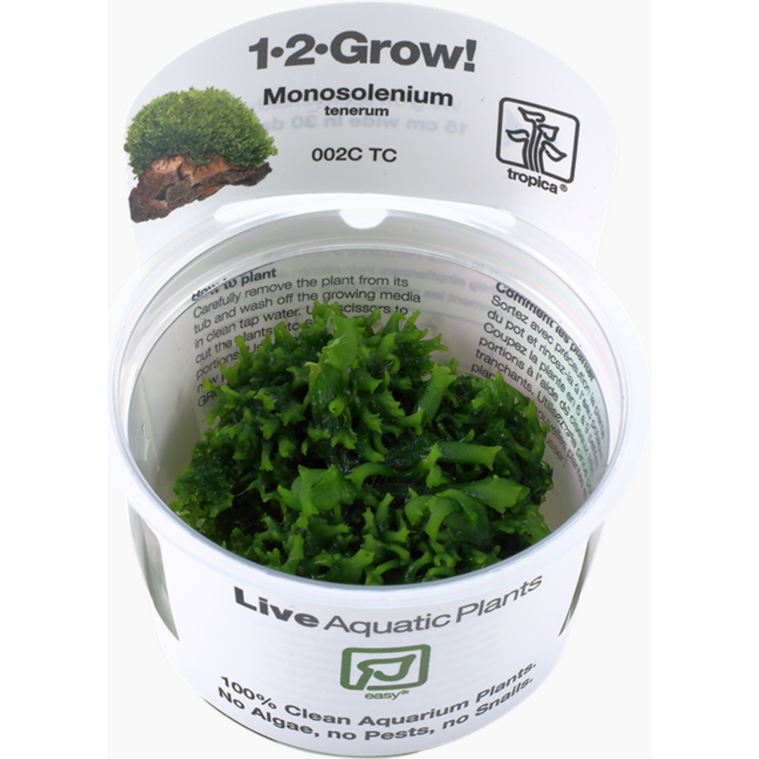 Monosolenium tenerum (Tissue Culture)