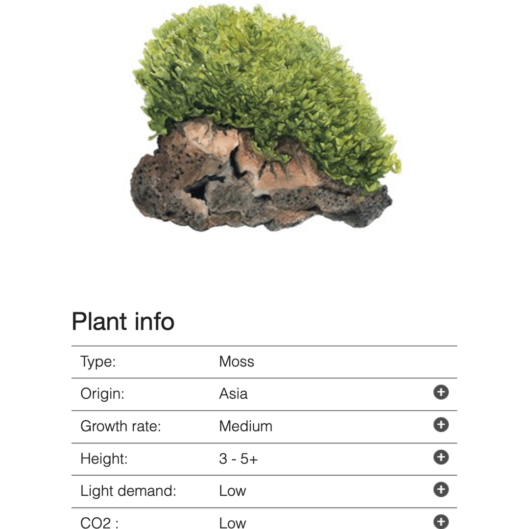 Monosolenium tenerum (Tissue Culture)